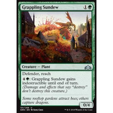 Grappling Sundew - Drosera Avviluppante - [GRN] [NM]
