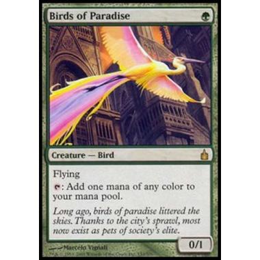 Birds of Paradise - Uccelli del Paradiso - [RAV] [GD]